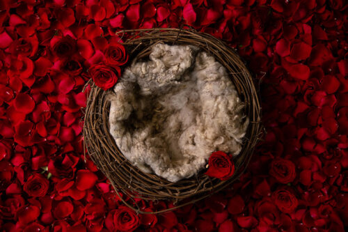 Forever nest brown with roses newborn digital composite
