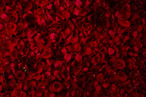 Wall of petals valentines day digital backdrop
