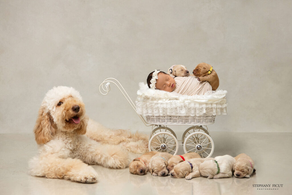 Newborn session with family dog included. Baby sleeping peacefully in prop while dog lies protectively beside. Stephay Ficut Photography showcases family-focused newborn portraits.